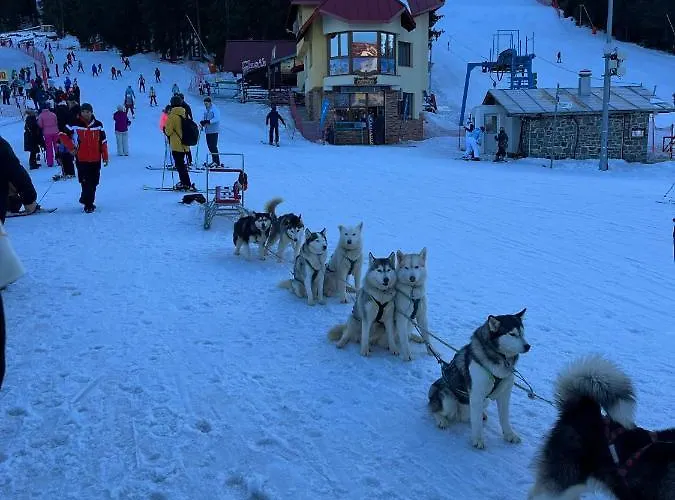 Apartment Cedar Heights 2 Pamporovo